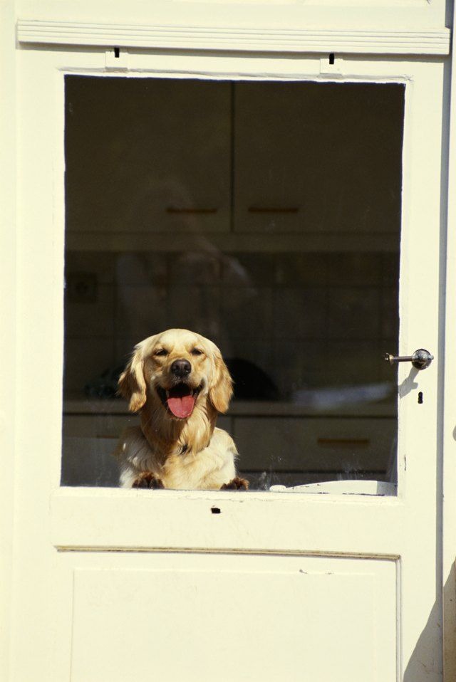Happy dog looking out window of home kitchen door