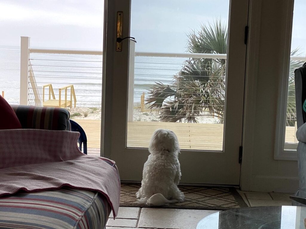 Small white dog watching ocean waves through beach house glass door