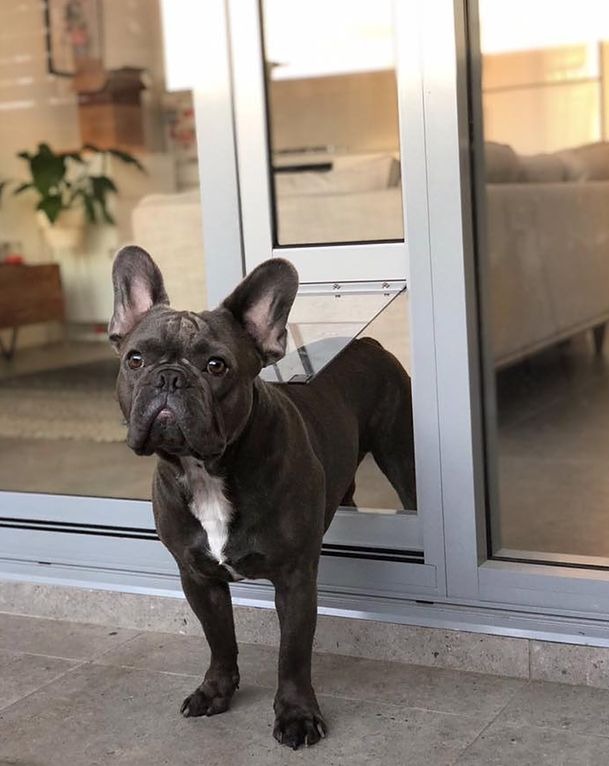French bulldog stepping through sliding glass door pet flap
