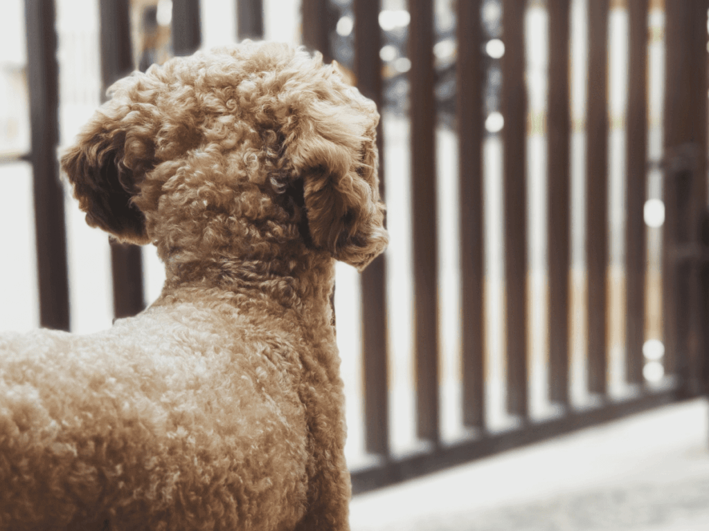 Curly-haired dog looking outside through wooden fence slats